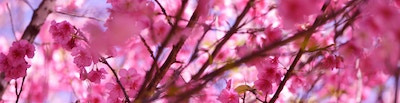 Sakura, Japan's unofficial national flower